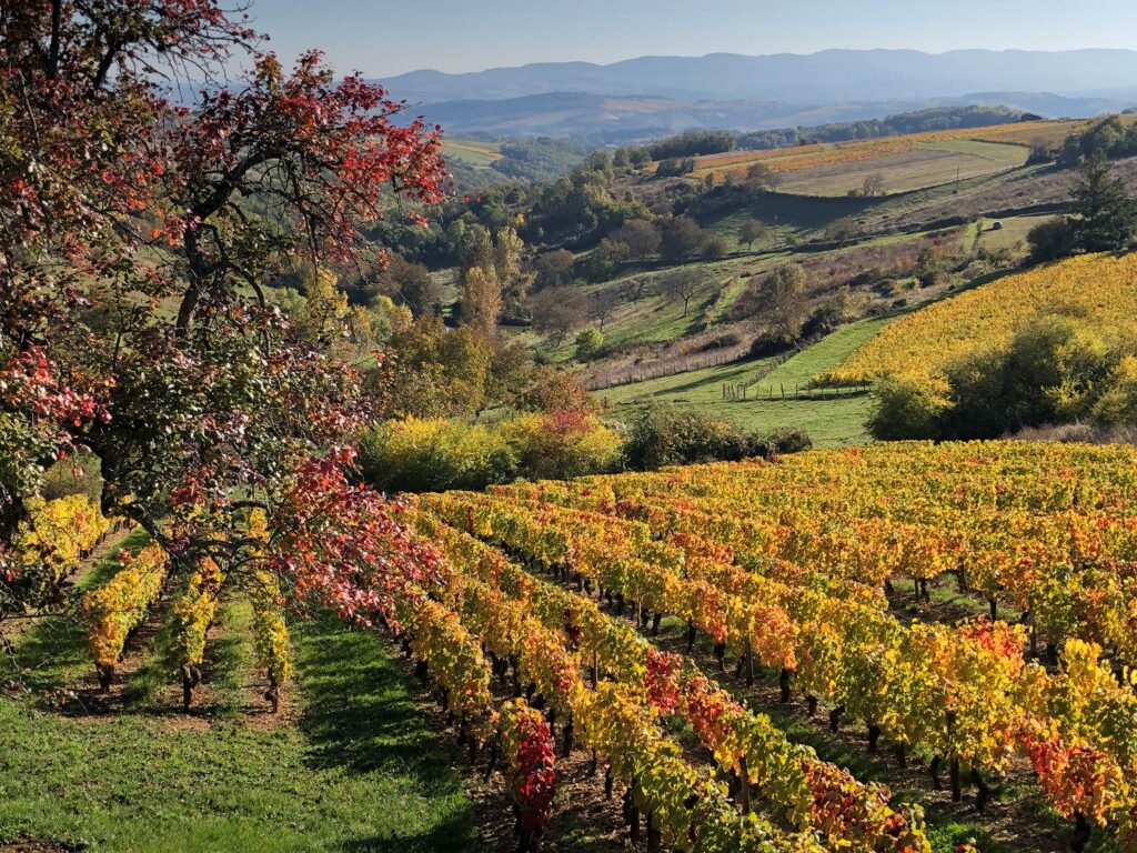 photo paysage du Beaujolais à l'automne, vignes, arbres, colines